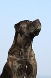 BULLMASTIFF 487